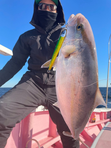 カンパチの釣果