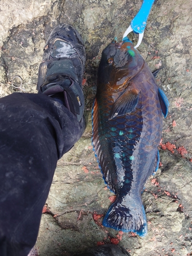 アオブダイの釣果