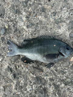 メジナの釣果