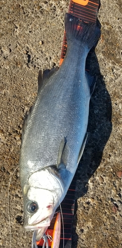 ヒラスズキの釣果