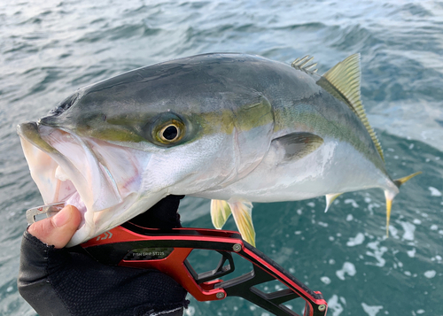 メジロの釣果