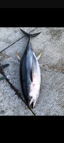 イソマグロの釣果