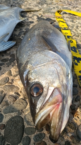 ヒラスズキの釣果