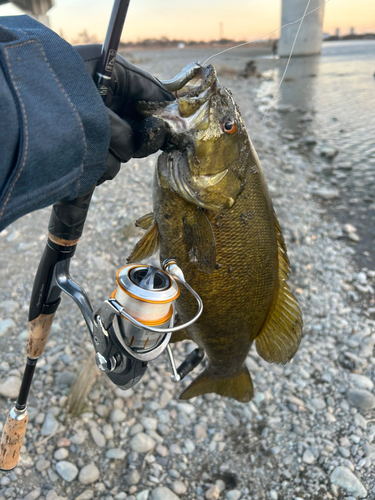 スモールマウスバスの釣果