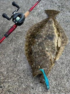 ヒラメの釣果