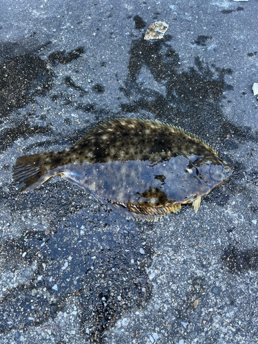 カレイの釣果