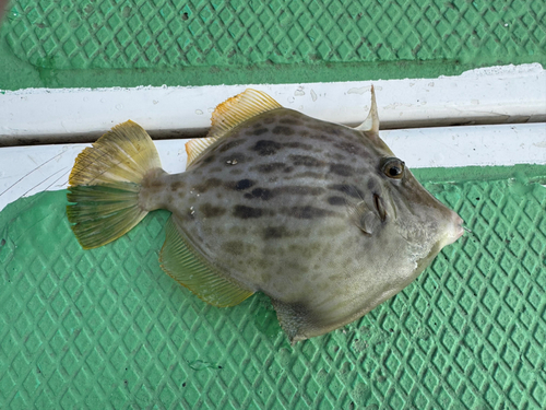 カワハギの釣果