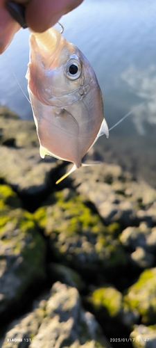 メッキの釣果