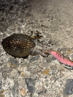 シリヤケイカの釣果