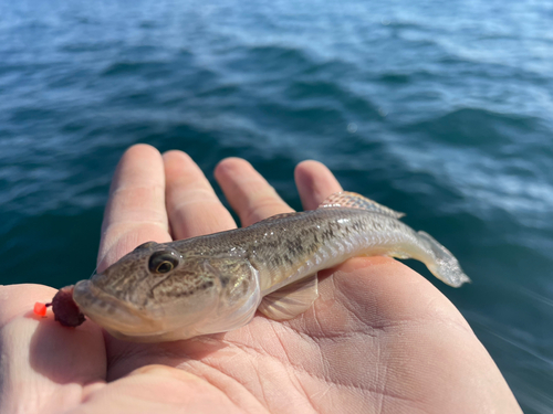 マハゼの釣果