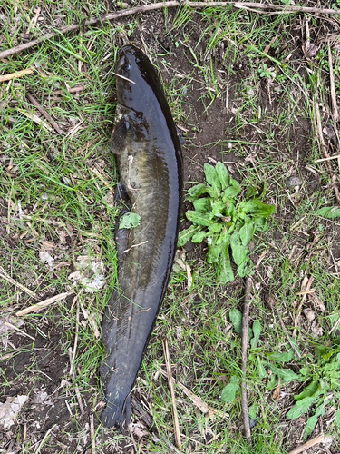 ニホンナマズの釣果