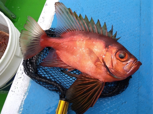 チカメキントキの釣果