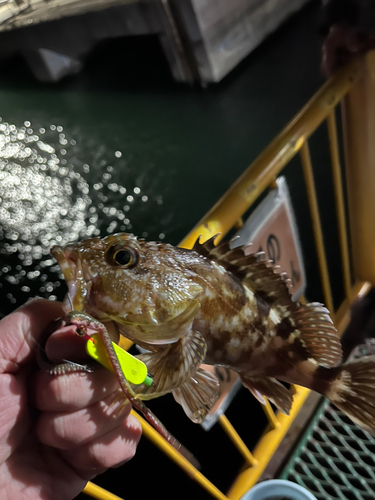 カサゴの釣果