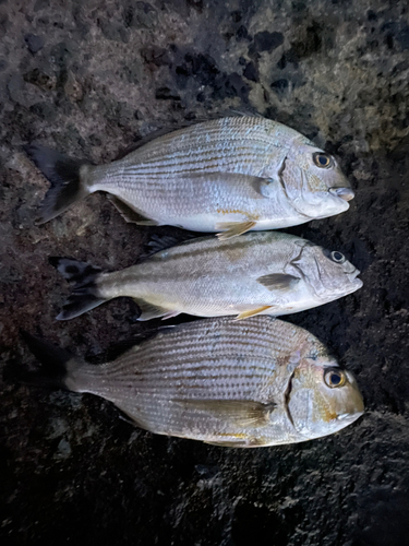 ヘダイの釣果