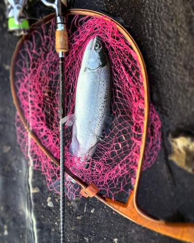 ニジマスの釣果