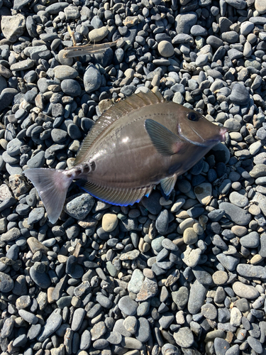 ニザダイの釣果