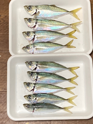 アジの釣果