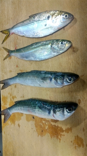 コノシロの釣果