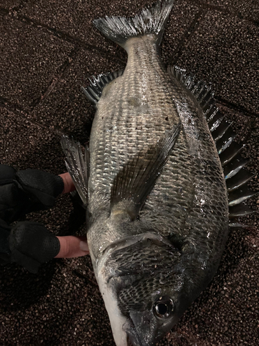 クロダイの釣果