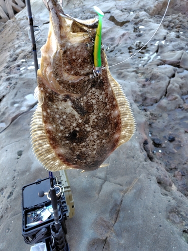 ヒラメの釣果