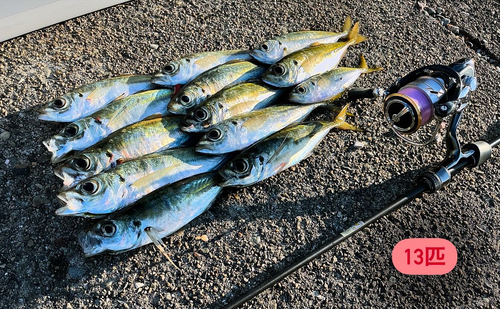 アジの釣果