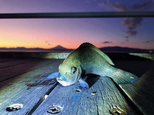 メジナの釣果