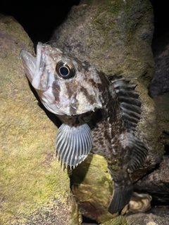 クロソイの釣果