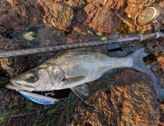 ヒラスズキの釣果