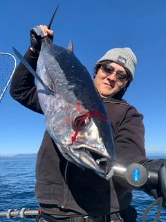 ビンチョウマグロの釣果