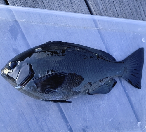 メジナの釣果