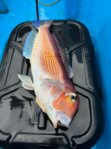 アマダイの釣果