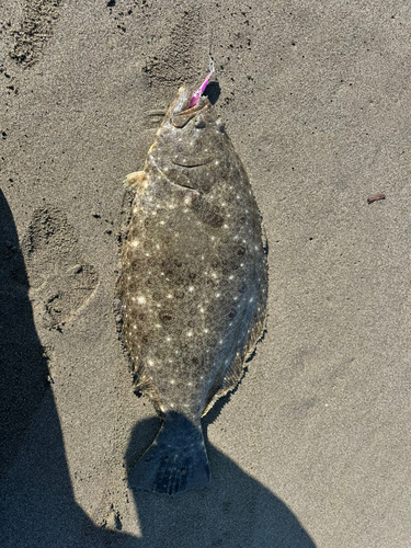 ヒラメの釣果