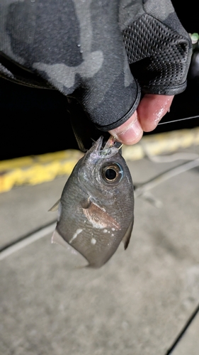 ミナミハタンポの釣果