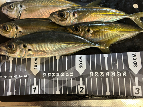 アジの釣果