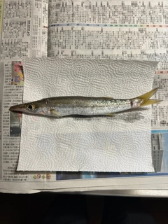 カマスの釣果