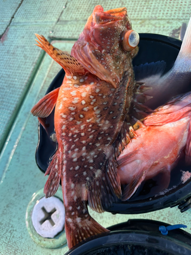 ウッカリカサゴの釣果