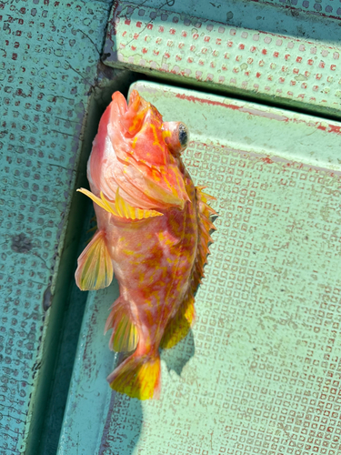 アヤメカサゴの釣果