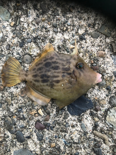 カワハギの釣果