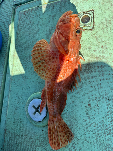 オニオコゼの釣果