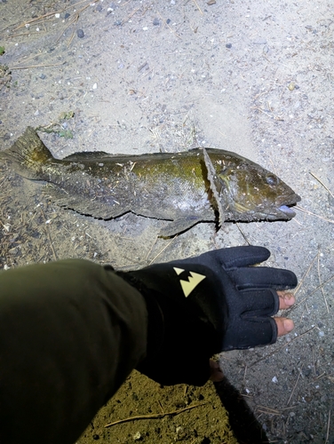 アイナメの釣果