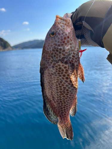 オオモンハタの釣果