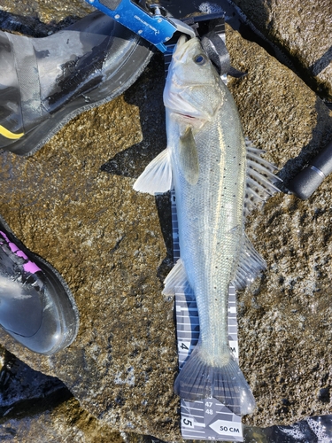 シーバスの釣果