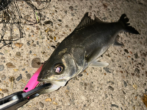 セイゴ（マルスズキ）の釣果