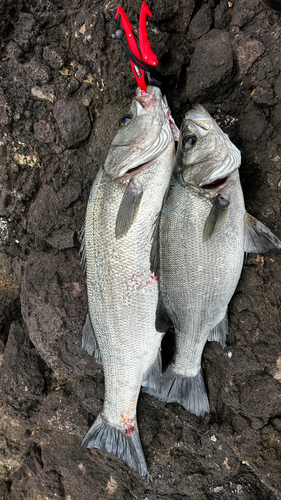 ヒラスズキの釣果