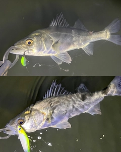 シーバスの釣果