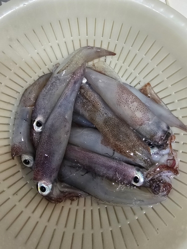 釜石湾