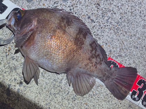 メバルの釣果