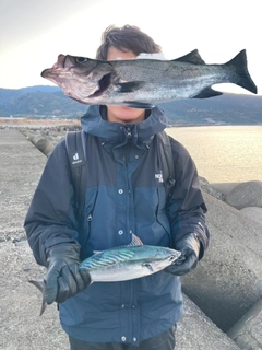 ソウダガツオの釣果