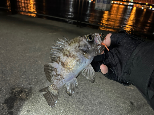 メバルの釣果