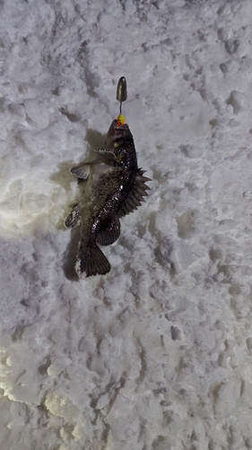 クロソイの釣果